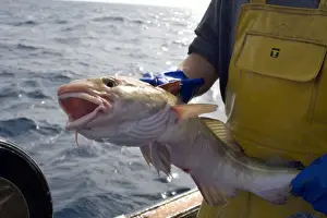Monkfish Prints: Picture No. 10868793