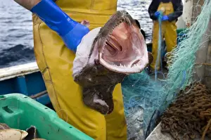 Lophius Prints: Picture No. 10868797