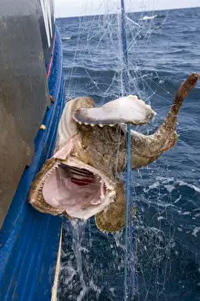 Lophius Prints: Picture No. 10869016
