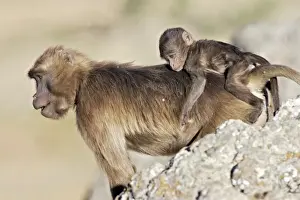 Piggyback Prints: Picture No. 10869110