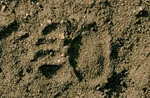Devil Prints: Picture No. 10869359