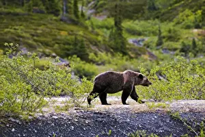 Ursus Prints: Picture No. 10870111
