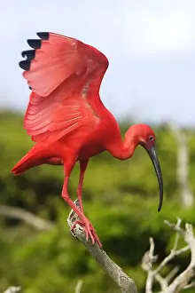 Ibis Prints: Picture No. 10870224