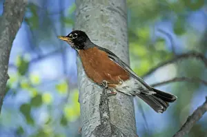 Turdus Prints: Picture No. 10870392