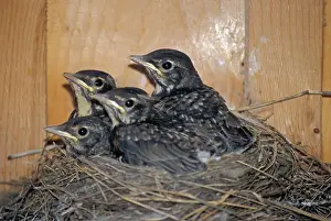 Turdus Prints: Picture No. 10870393