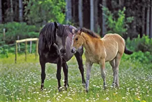 Mares Prints: Picture No. 10870394
