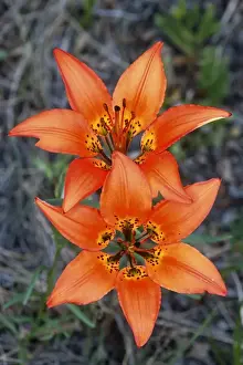 Lilies Prints: Picture No. 10870399