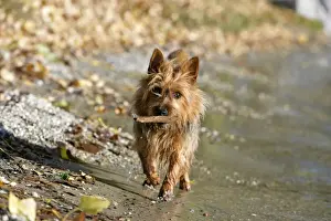 Stick Prints: Picture No. 10870410