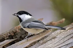 Chickadee Prints: Picture No. 10870416