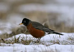 Turdus Prints: Picture No. 10870420