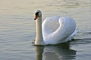 Cygnus Prints: Picture No. 10870431
