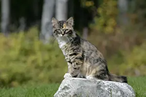 Calico Prints: Picture No. 10870433