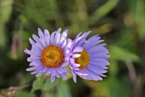 Subalpine Prints: Picture No. 10870440
