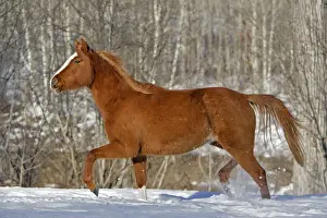 Trotting Prints: Picture No. 10870448