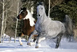 Galloping Prints: Picture No. 10870459