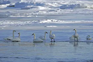 Cygnus Prints: Picture No. 10870466