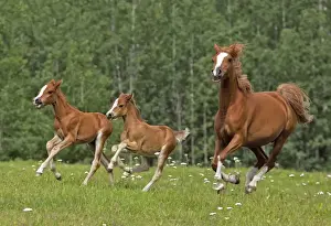 Mares Prints: Picture No. 10870477