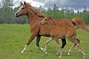 Mares Prints: Picture No. 10870479