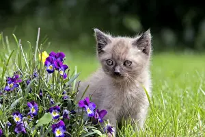Picture No. 10870503