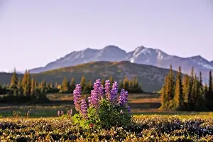 Subalpine Prints: Picture No. 10870505