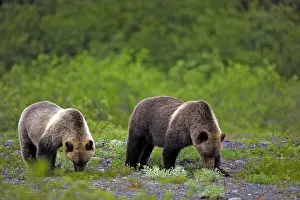 Grizzly Prints: Picture No. 10870512