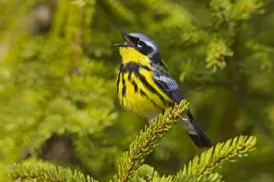 Dendroica Prints: Picture No. 10870584