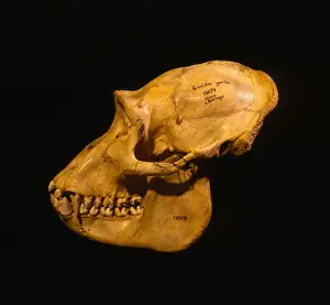 Museum Prints: Picture No. 10870743