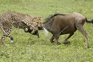 Biting Prints: Picture No. 10871821