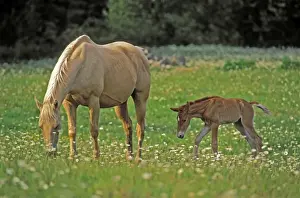 Palomino Prints: Picture No. 10872486