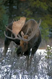 Alces Prints: Picture No. 10872489