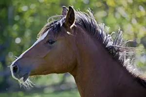 Galloping Prints: Picture No. 10872497