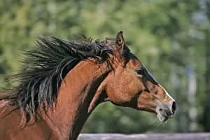 Galloping Prints: Picture No. 10872500