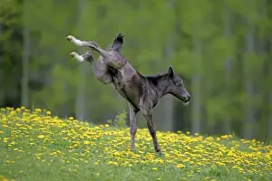 Galloping Prints: Picture No. 10872505