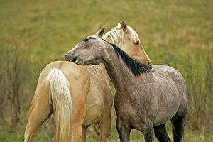Horse Collection: Picture No. 10872508