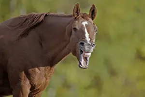 Thoroughbred Prints: Picture No. 10872511