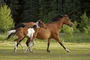 Equestrian Prints: Picture No. 10872513