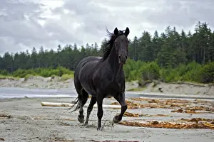 Equestrian Prints: Picture No. 10872525