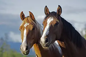 Mares Prints: Picture No. 10872526