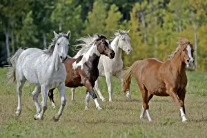 Galloping Prints: Picture No. 10872530
