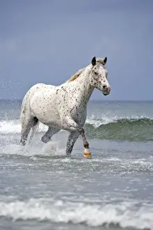 Appaloosa Prints: Picture No. 10872534
