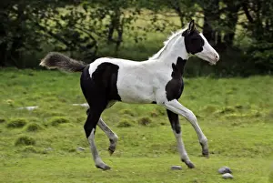 Galloping Prints: Picture No. 10872543