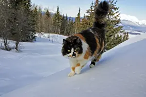 Calico Prints: Picture No. 10872562