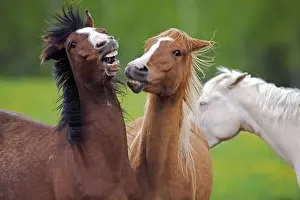 Gelding Prints: Picture No. 10872568