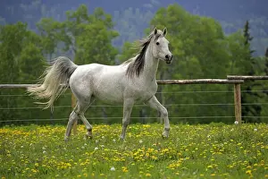 Mares Prints: Picture No. 10872576