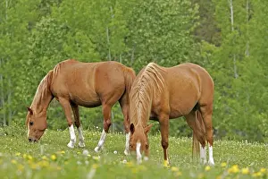 Chestnut Prints: Picture No. 10872580