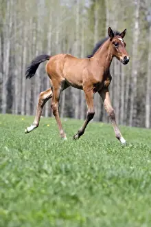 Trotting Prints: Picture No. 10872592