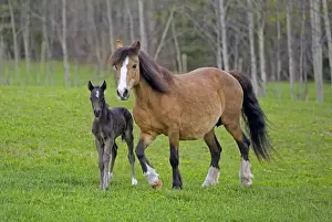 Mares Prints: Picture No. 10872593