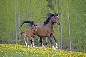 Mares Prints: Picture No. 10872595