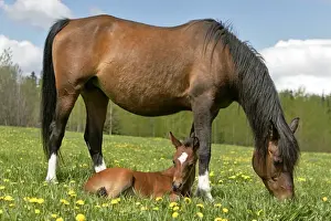 Mares Prints: Picture No. 10872599
