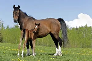 Mares Prints: Picture No. 10872605